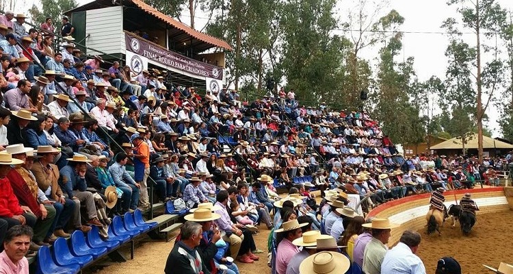 Criadores de Cardenal Caro recibirán importantes visitas para su rodeo en Marchigüe