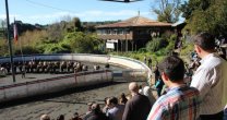 Río Bueno recibe un prometedor Rodeo Primera Con Puntos