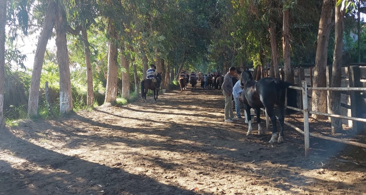 Movido fin de semana corralero: Habrá acción en las quinchas desde Atacama hasta Aysén