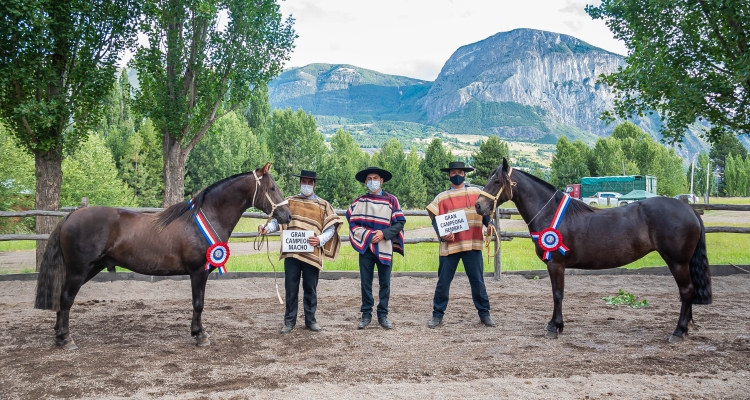 Criadores de Aysén ahora se concentran en su Exposición con la camaradería que los caracteriza