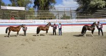 Los Grandes Premios de la Expo Linares 2022-2023