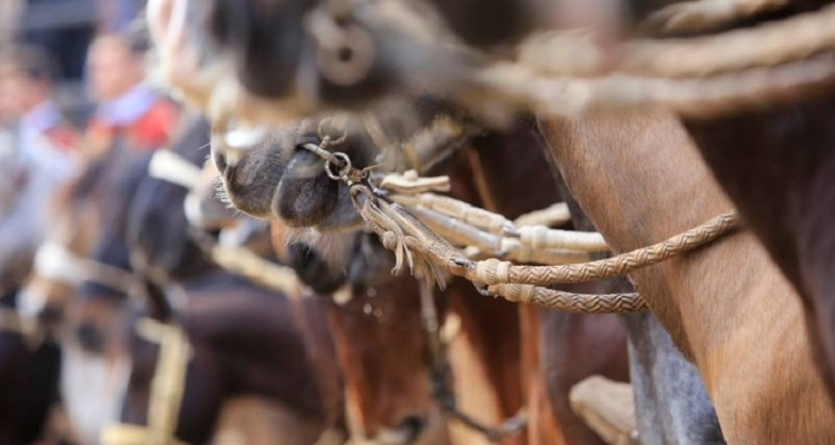 Asociación Los Andes se reúne en el fin de semana navideño con rodeo en Rinconada