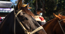 Ferochi llama a colaborar con los animales afectados por el incendio de Viña del Mar Ferochi llama a colaborar con los animales afectados por el incendio de Viña del Mar