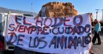 El Rodeo apoya a los animales víctimas del incendio de Viña del Mar El Rodeo apoya a los animales víctimas del incendio de Viña del Mar