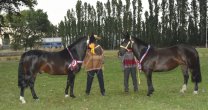 Asociación de Criadores de Bío Bío vivirá su Fiesta de Chilenidad en Familia desde este viernes Asociación de Criadores de Bío Bío vivirá su Fiesta de Chilenidad en Familia desde este viernes