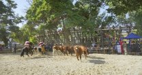 Hipoterapia, premiaciones y Aparta de Ganado emocionaron al público en Salamanca Hipoterapia, premiaciones y Aparta de Ganado emocionaron al público en Salamanca