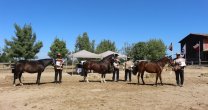 Los Grandes Premios de la Expo Cauquenes 2022-2023 Los Grandes Premios de la Expo Cauquenes 2022-2023