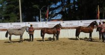 Los Grandes Campeones de la Expo Itata 2022-2023 Los Grandes Campeones de la Expo Itata 2022-2023