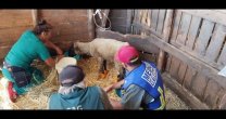 Club Lumaco facilitó su medialuna para transformarla en una clínica veterinaria