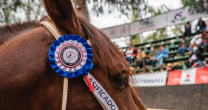 App Caballo Chileno implementó actualización en la previa a los Clasificatorios App Caballo Chileno implementó actualización en la previa a los Clasificatorios