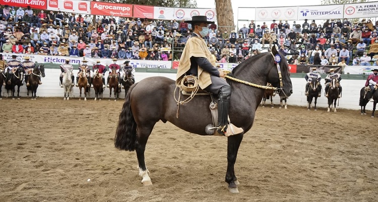 ¡A prepararse! Federación de Criadores hará la habitual medición y fotos de caballos premiados