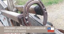 Criadero Laderas del Llanquihue sale a remate con destacados ejemplares Criadero Laderas del Llanquihue sale a remate con destacados ejemplares