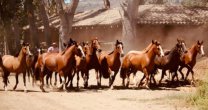 Criaderos Santa Elba, Tanumé, Ardales y Esperanza de Longaví tienen importante remate Criaderos Santa Elba, Tanumé, Ardales y Esperanza de Longaví tienen importante remate