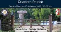 Peleco sale a remate con potrillos y potrancas de destacadas sangres Peleco sale a remate con potrillos y potrancas de destacadas sangres