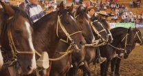 App Caballo Chileno: Las potentes cifras durante los Clasificatorios App Caballo Chileno: Las potentes cifras durante los Clasificatorios