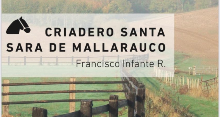 Criadero Santa Sara de Mallarauco tiene atractivo remate de caballos corriendo y en trabajo