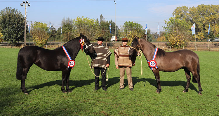 Criadores de Cautín tienen gran programa con su Expo de otoño y rodeo en el recinto SOFO