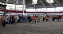 Las actividades de la Asociación de Criadores X Región en el Recinto SAGO