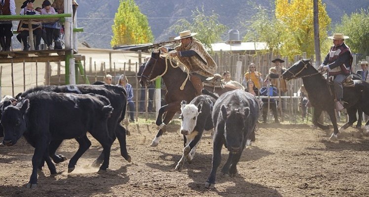 Criadores de Cautín programaron competencia oficial de aparta de ganado