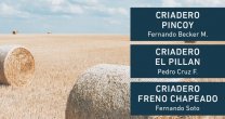 Pincoy, El Pillán, Freno Chapeado, Amanecer de Las Palmas y San Juan de Nahuel van a remate Pincoy, El Pillán, Freno Chapeado, Amanecer de Las Palmas y San Juan de Nahuel van a remate