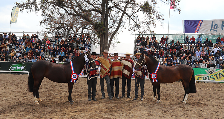 Exposición de Caballos Chilenos engalana la Semana de la Chilenidad