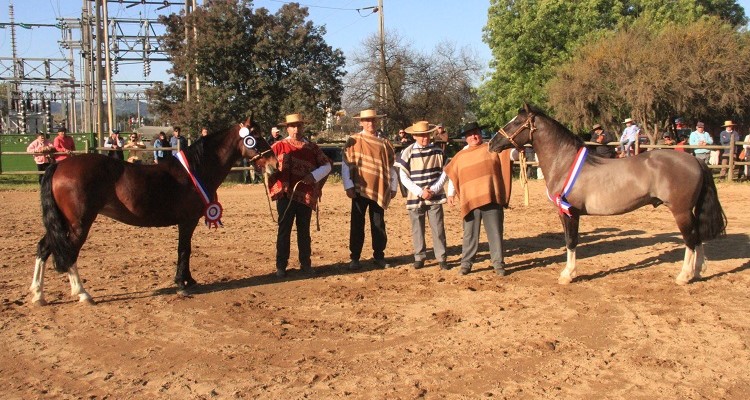 Lan Kuyén y Temporera se lucieron en Marchigüe como Grandes Campeones de la Expogama 2023