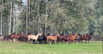 Criadero La Albertina sale a remate este martes con destacados ejemplares Criadero La Albertina sale a remate este martes con destacados ejemplares