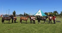 Los Grandes Premios de la Expo SOFO 2023