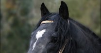 Criadero Rucalquín y Quilaco tiene atractivo remate este miércoles Criadero Rucalquín y Quilaco tiene atractivo remate este miércoles
