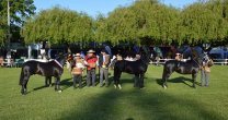 Los Grandes Premios de la Expo SAGO Fisur 2023