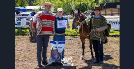 En Yumbel realizarán su segunda exposición de caballos chilenos promocional
