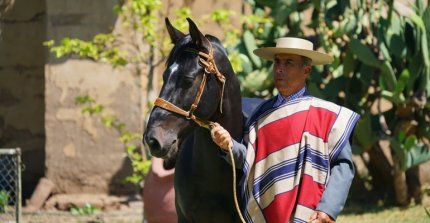 ¡A días de partir a Europa! El camino del Caballo Chileno al Mundial de Enganche 2027