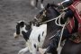 Las planillas de la Final de Rodeos Para Criadores 2016