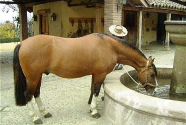 Santa Isabel Espejo, la trayectoria de un potro muy ligador