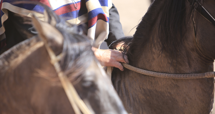 Rama de U. Santo Tomás de Talca tendrá su rodeo el 27 de agosto