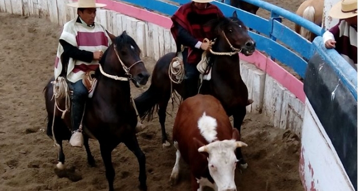 Club Antofagasta tendrá rodeo con atractivos para la familia
