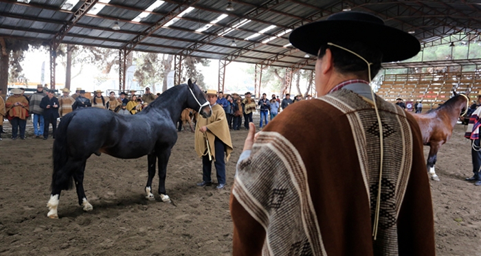 Criadores de la X Región reciben el taller de la Comisión Técnica