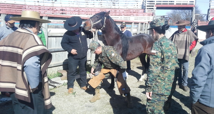 Criadores de Arauco aumentaron conocimiento sobre reproducción y herraje