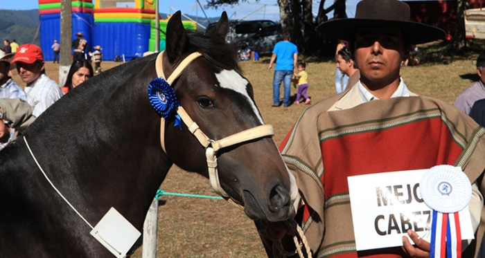 Asociación Arauco prepara Exposición y Rodeo Para Criadores