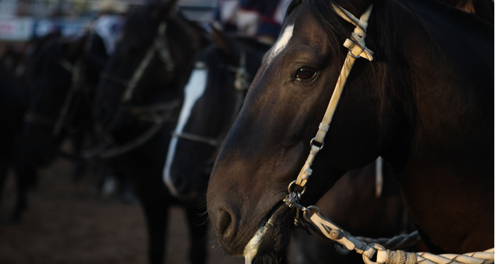 Rodeo Femenino, atracción en la Expogama 2016