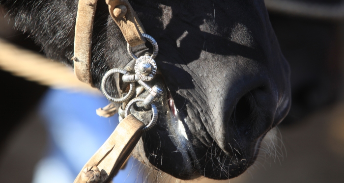 Corraleras tendrán rodeo promocional femenino en Medialuna de Chancón