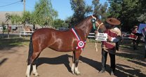 En Longaví trabajan para su Expo de Caballos Chilenos y Rodeo para Criadores En Longaví trabajan para su Expo de Caballos Chilenos y Rodeo para Criadores