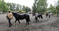 Poncho Roto y Trifulca lograron los máximos honores en la Expo Bío Bío Poncho Roto y Trifulca lograron los máximos honores en la Expo Bío Bío