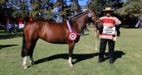 Curicó tendrá Exposición y Rodeo Para Criadores con miras a San Clemente Curicó tendrá Exposición y Rodeo Para Criadores con miras a San Clemente