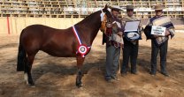 Expo Colchagua reunirá cerca de 45 ejemplares en Viña Casa Silva Expo Colchagua reunirá cerca de 45 ejemplares en Viña Casa Silva
