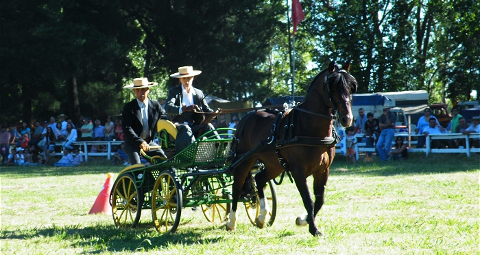 Los cocheros se preparan para abrir las competencias de 2017 en Osorno