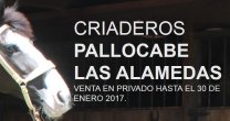 Criaderos Pallocabe y Las Alamedas tienen venta directa Criaderos Pallocabe y Las Alamedas tienen venta directa