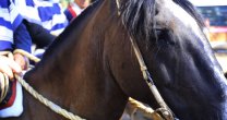 Los premiados para la Serie de Campeones de la Final de Rodeos Para Criadores Los premiados para la Serie de Campeones de la Final de Rodeos Para Criadores