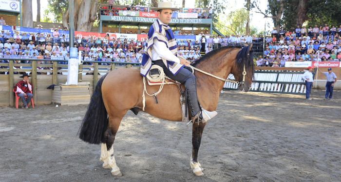 Peleco Romario, Sello de Raza de la Final de Rodeos Para Criadores