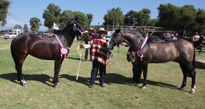 Cachipún y Daga los mejores ejemplares en la Expo Coquimbo